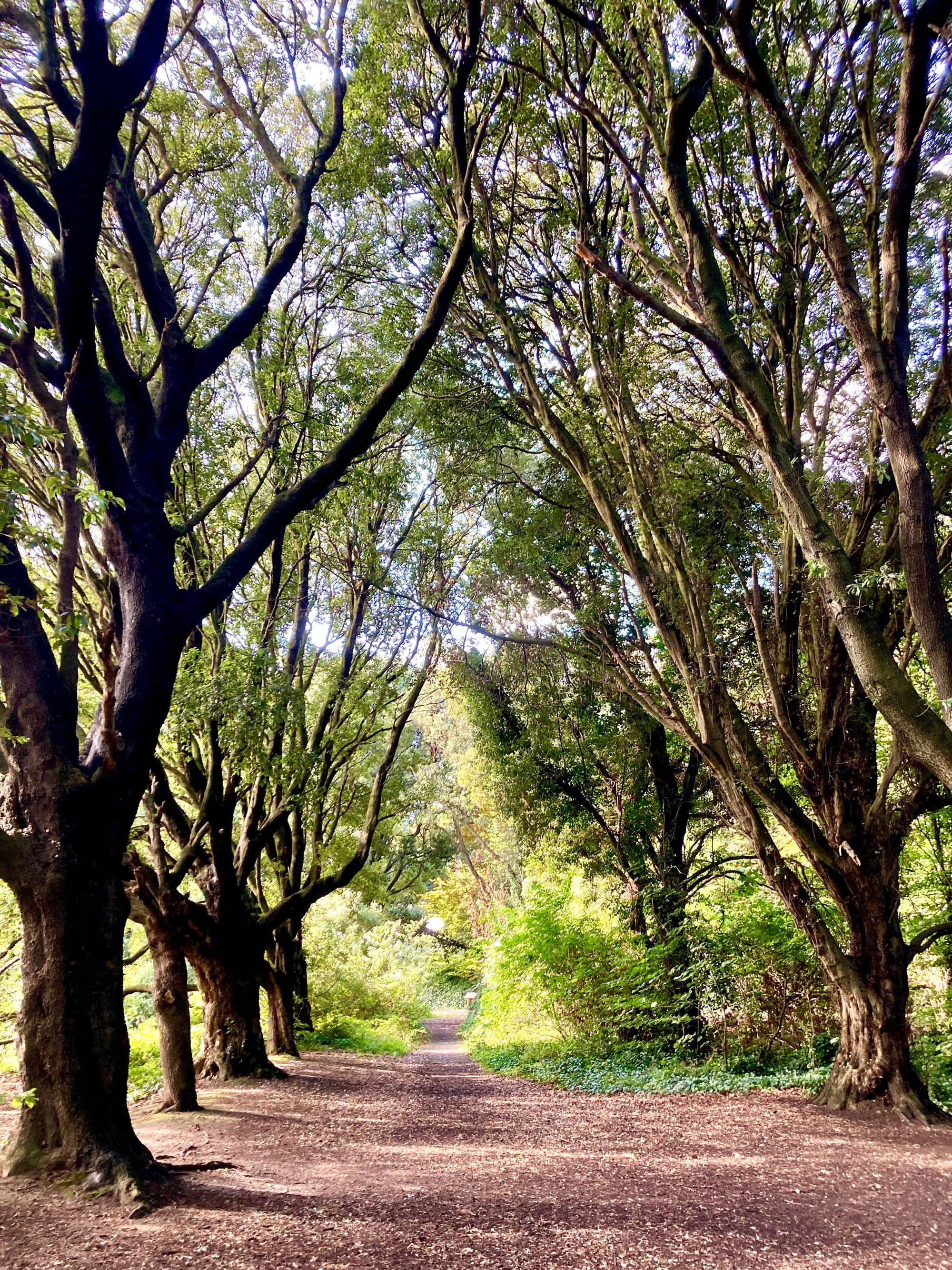 St Anne's Park Dublin