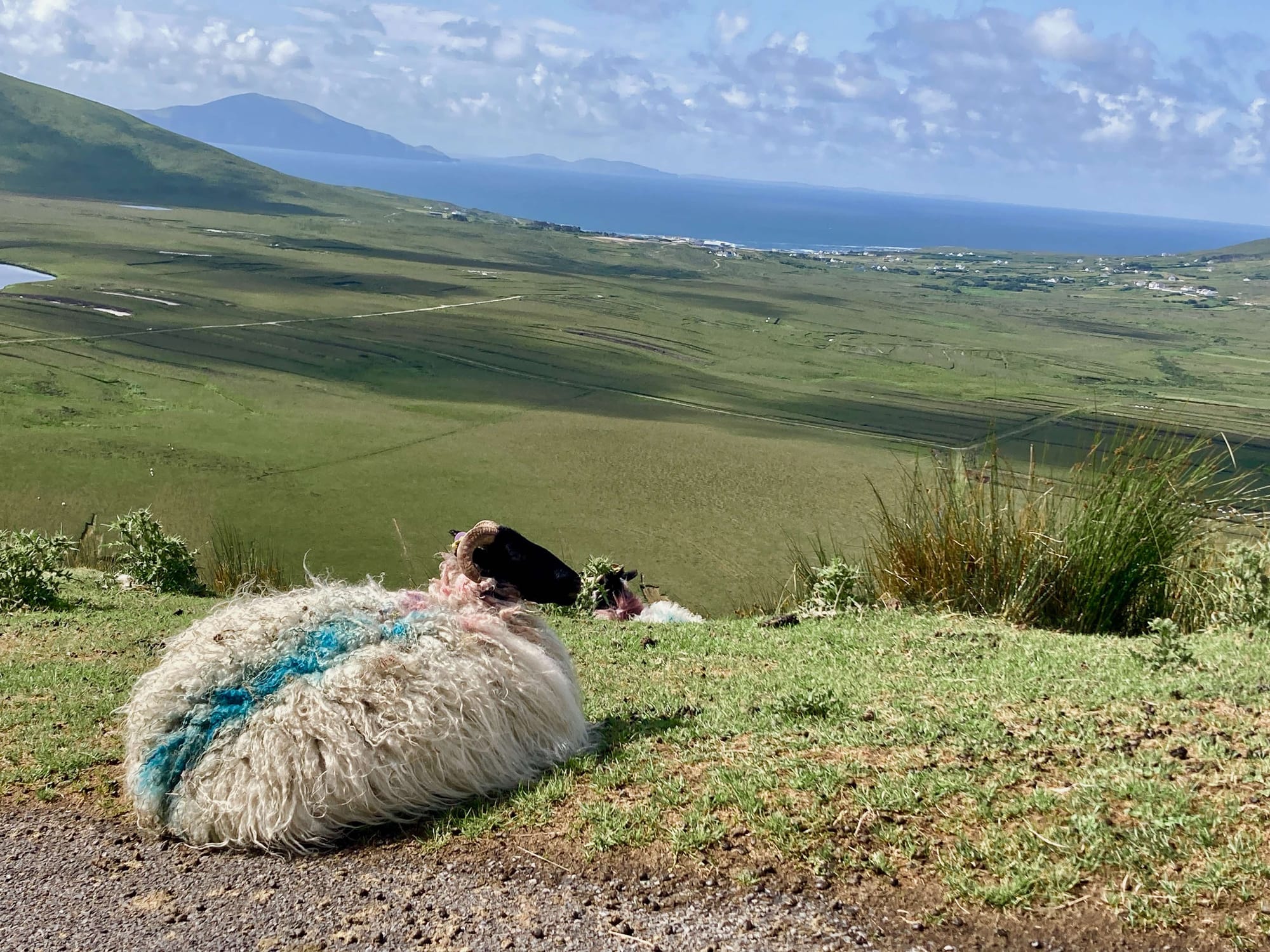 Sheep in Achill Island overlooking the bay