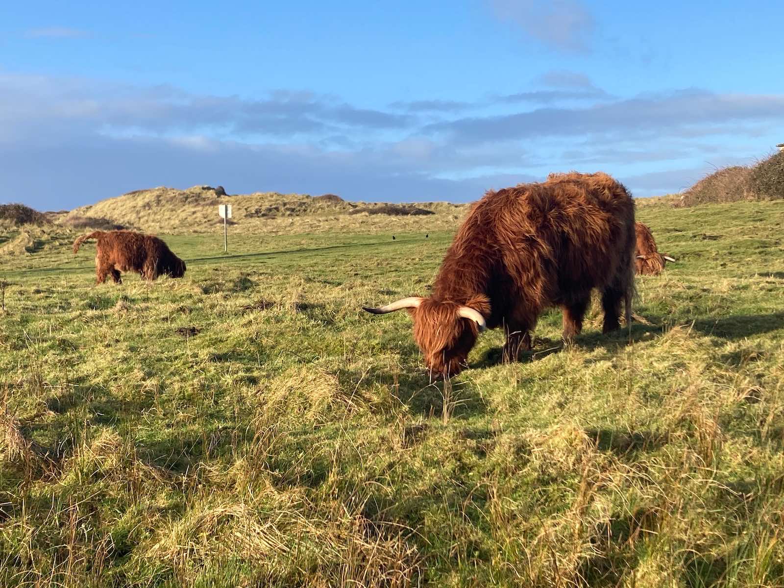 Highland Cows in Streedagh Beach Sligo