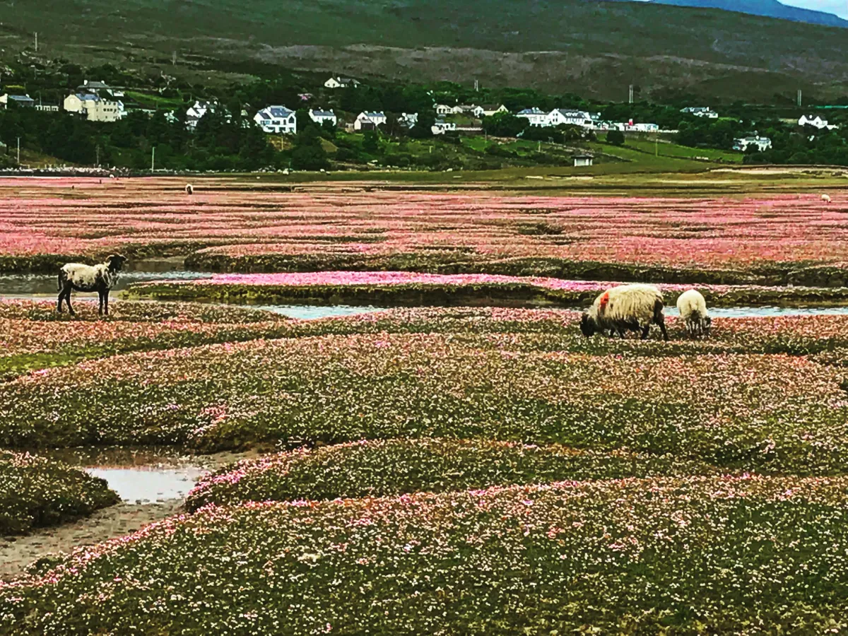 Explore Ireland