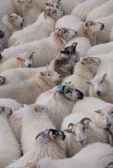 Ireland by Locals